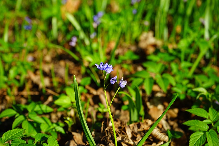 Blue Star, Scilla, Blossom, Bloom, flower, spring, early bloomer, HD wallpaper