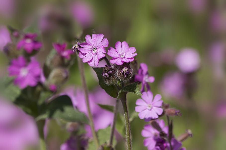 flower, nature, plant, spring, pink, green, flowering plant HD wallpaper