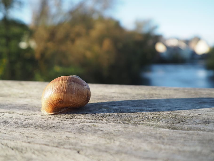 snail, shell, snail shell, snail shells, close, spiral, molluscs HD wallpaper