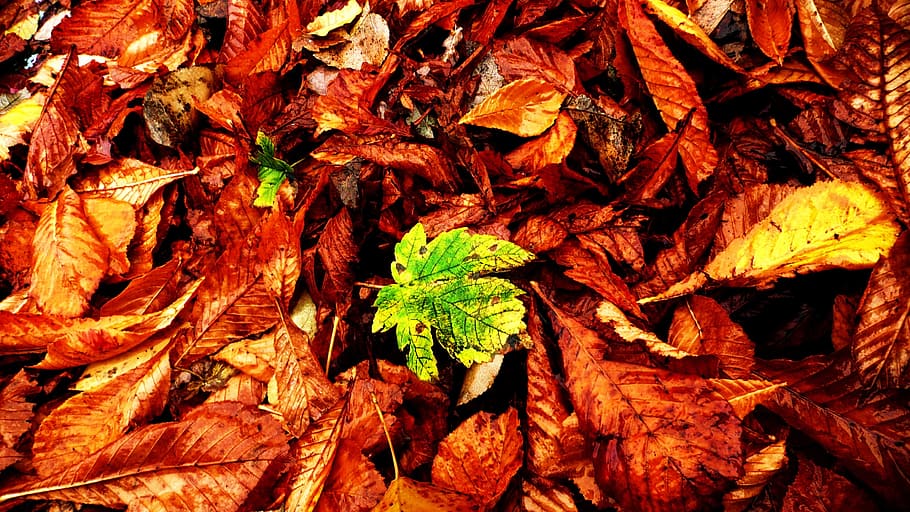 Leaves, Autumn, Fall, Orange, Red, Maple, foliage, october HD wallpaper