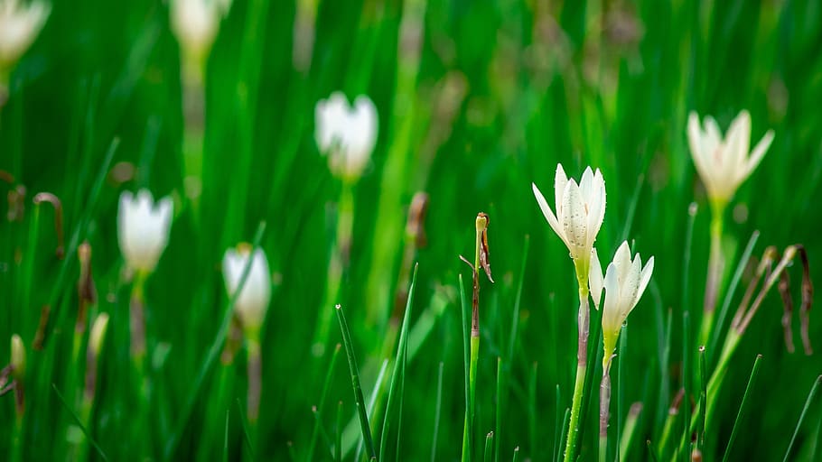 lotus soil, flowers, plant, growth, beauty in nature, green color HD wallpaper