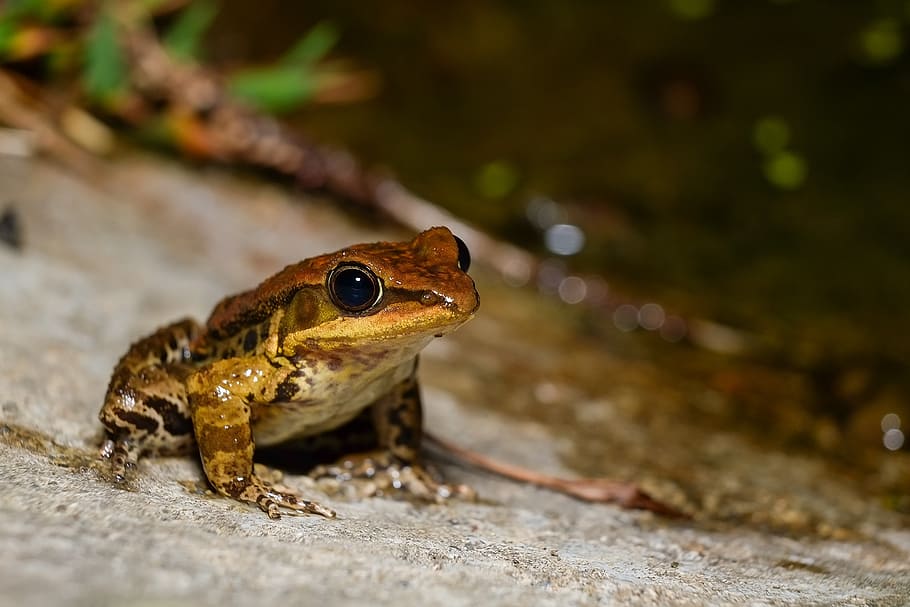 frog, amphibians, animal, nature, wildlife, toad, close-up HD wallpaper