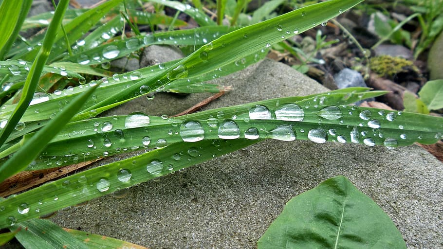 grass, dewdrops, water, green color, plant part, leaf, growth HD wallpaper