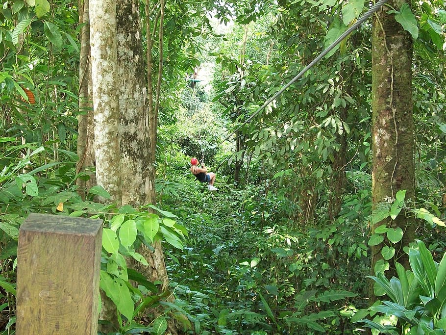 man riding zip line covered with green leaf trees, zipline, forest