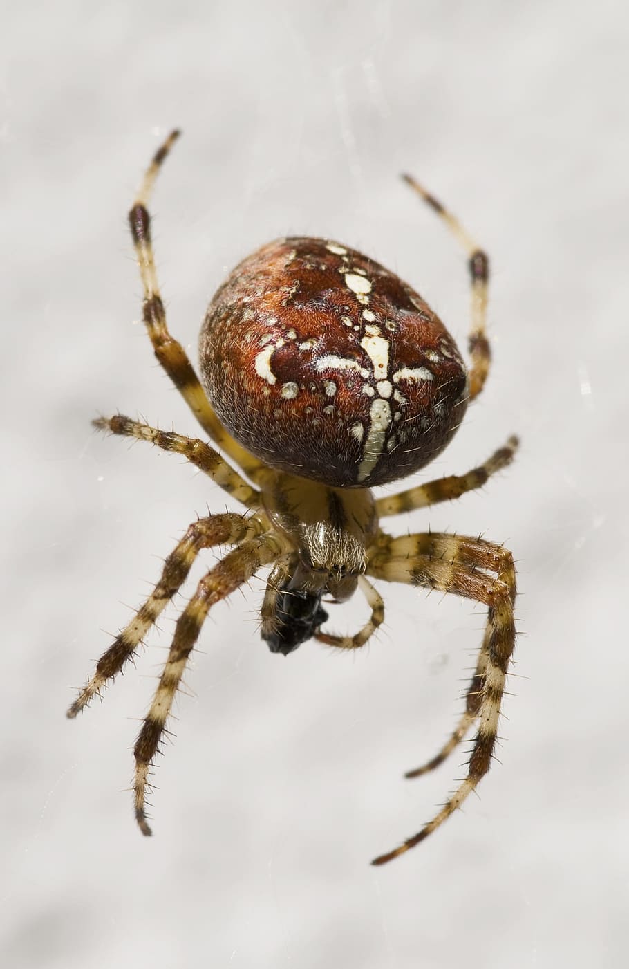 Garden Spider, Arachnid, Close, nature, brown, araneus diadematus, HD wallpaper