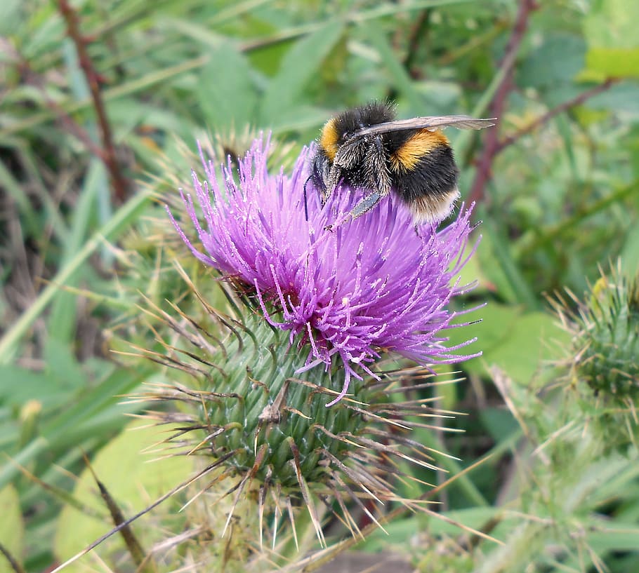 bumblebee, scotch thistle, summer, flower, flowering plant