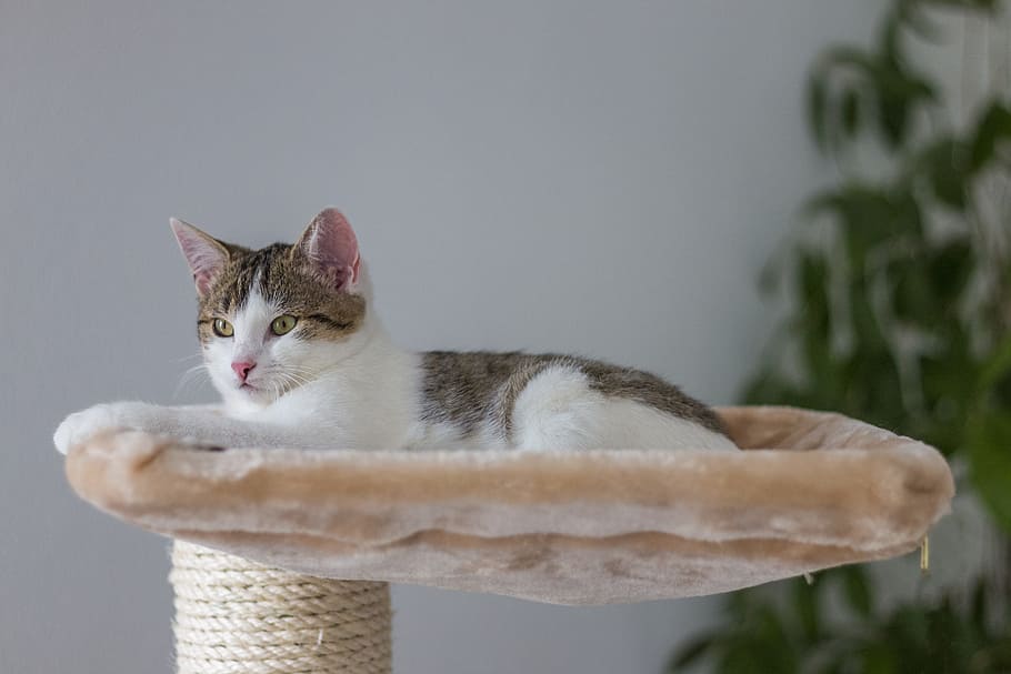 brown and white tabby cat lying on beige cat condo, chef, concerns HD wallpaper