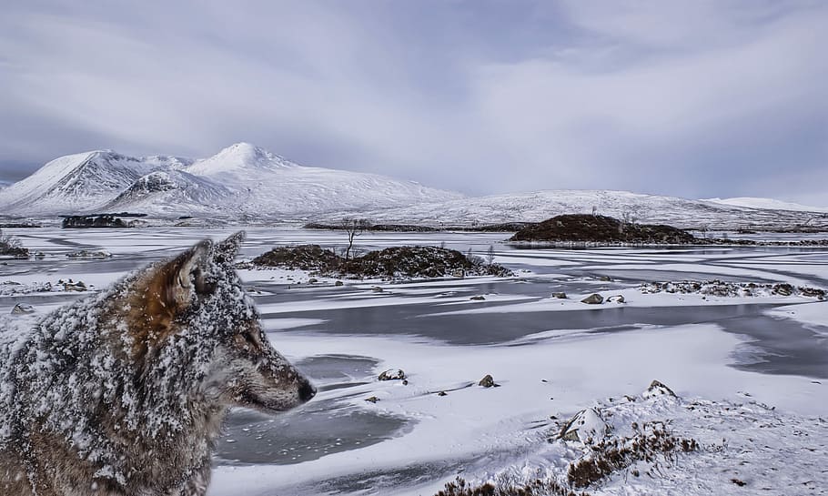 snow, winter, cold, nature, ice, wolf, cold temperature, landscape HD wallpaper