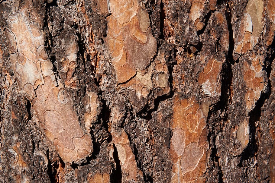 the bark, tree, forest, full frame, textured, backgrounds, tree trunk HD wallpaper