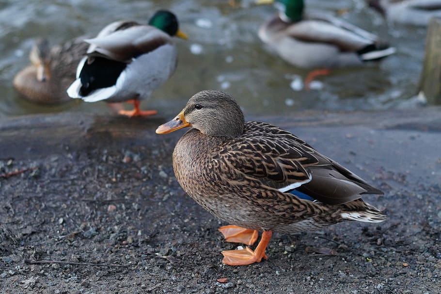 Duck, Birds, nature, animal, mallard Duck, water, wildlife HD wallpaper