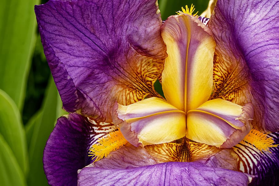macro photography of purple and yellow iris flower, Blossom HD wallpaper