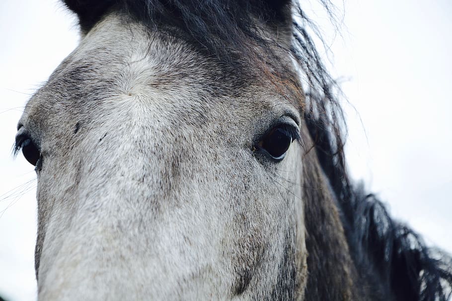 horse, portrait, head, chamfer, mane, eyes, animal, close up HD wallpaper