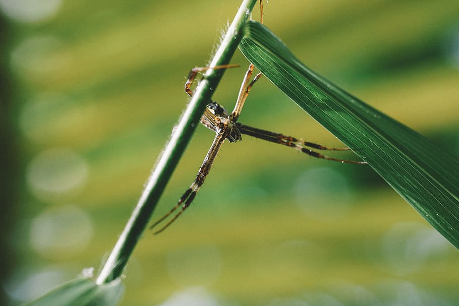 arachnid, close-up, leaf, macro, plant, spider, animal wildlife HD wallpaper