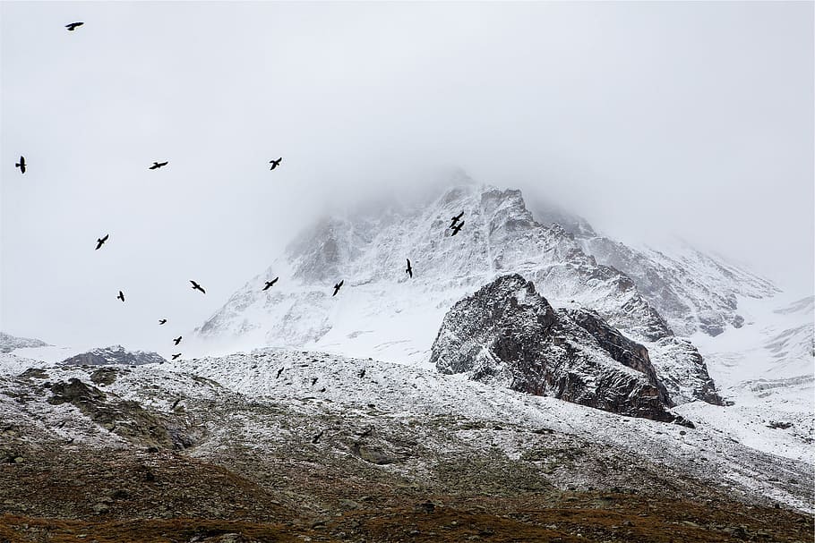 time lapse photography of flock of bird flying above mountain HD wallpaper