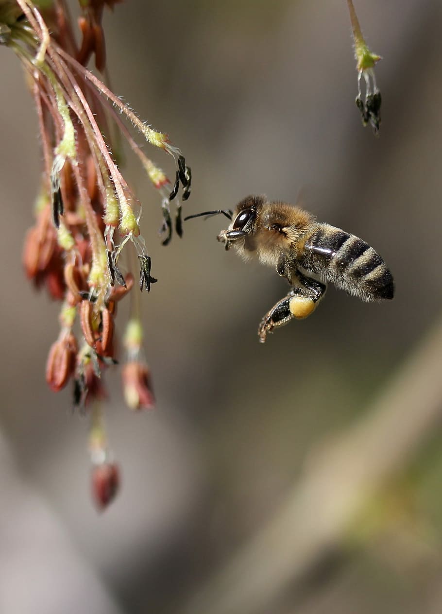 bee, flight, pollination, insecta, nature, spring, animal themes HD wallpaper