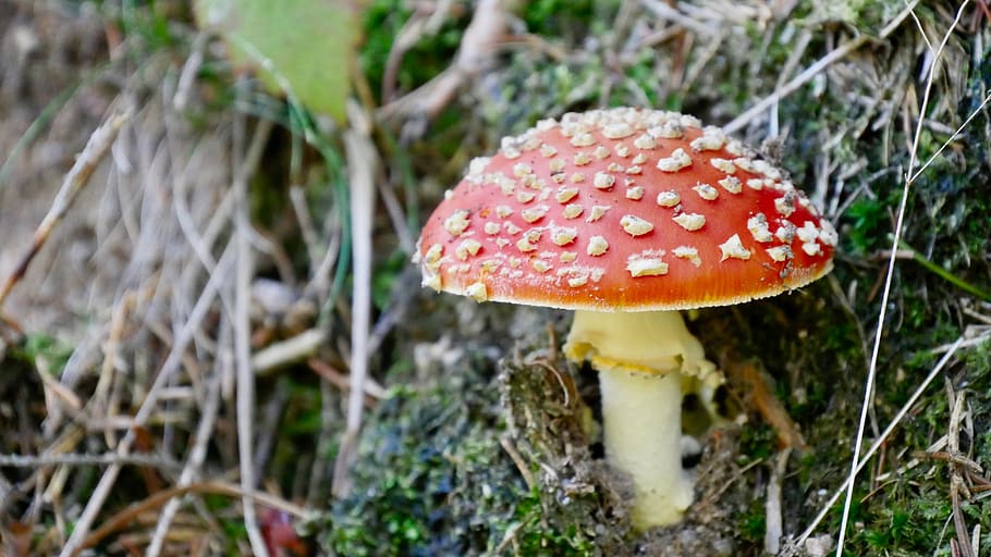 fly agaric, mushroom, forest, nature, ground frost, moss, forest floor, HD wallpaper