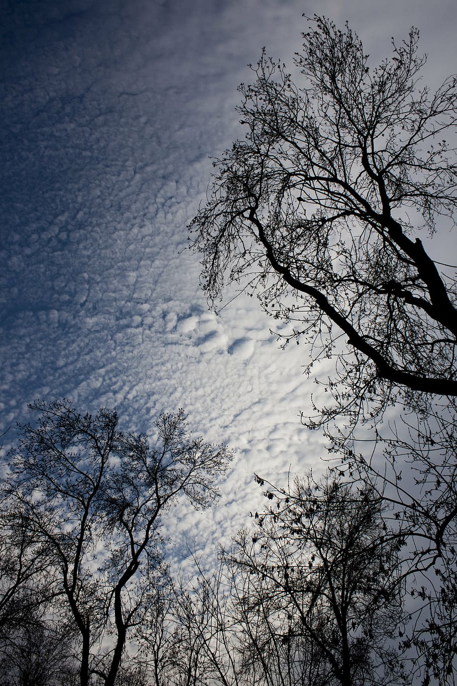 tree, branch, ganesh, sky, silhouette, reverse light, leaves HD wallpaper
