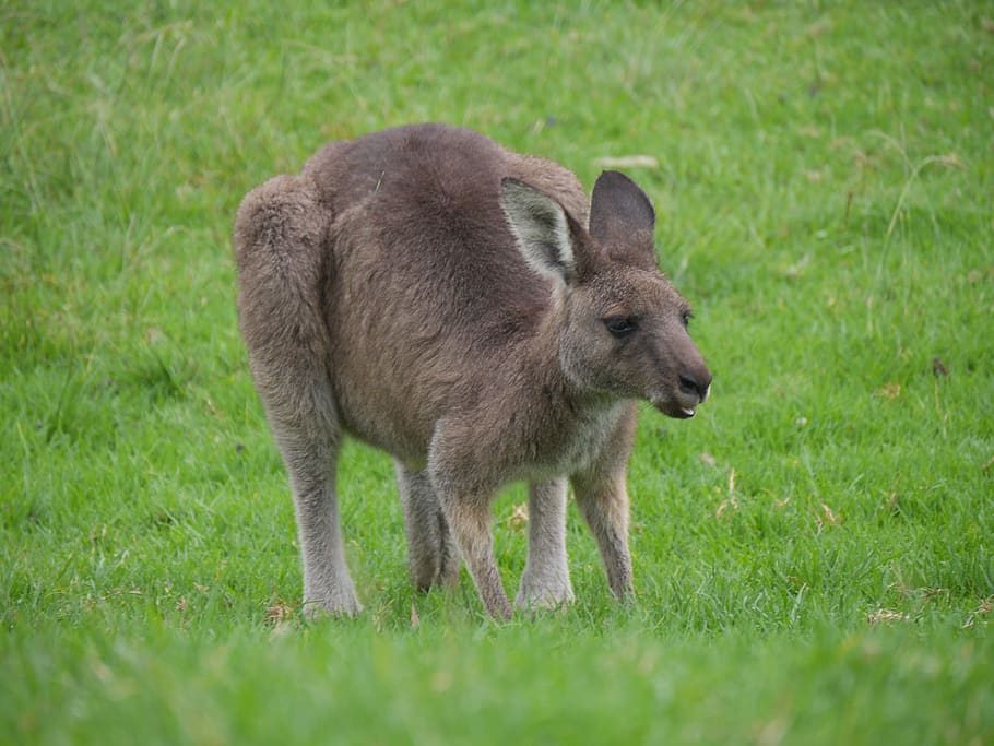 kangaroo, australia, marsupial, grass, animal, animal themes HD wallpaper