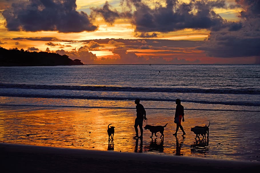 silhouette of two man and three dog walking on seashore during sunset, HD wallpaper