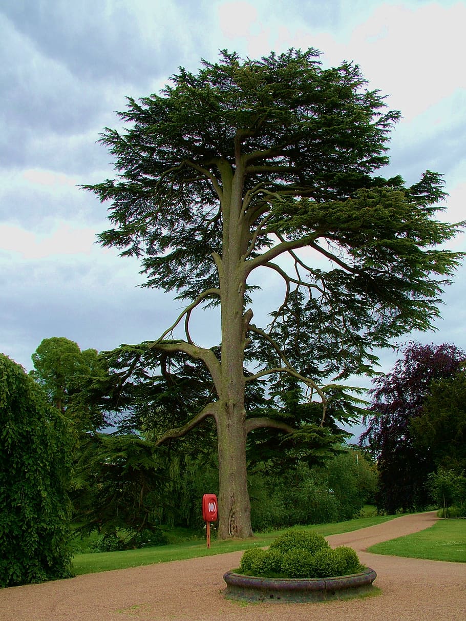 tall, tree, bark, branch, nature, trunk, green, wood, park, HD wallpaper