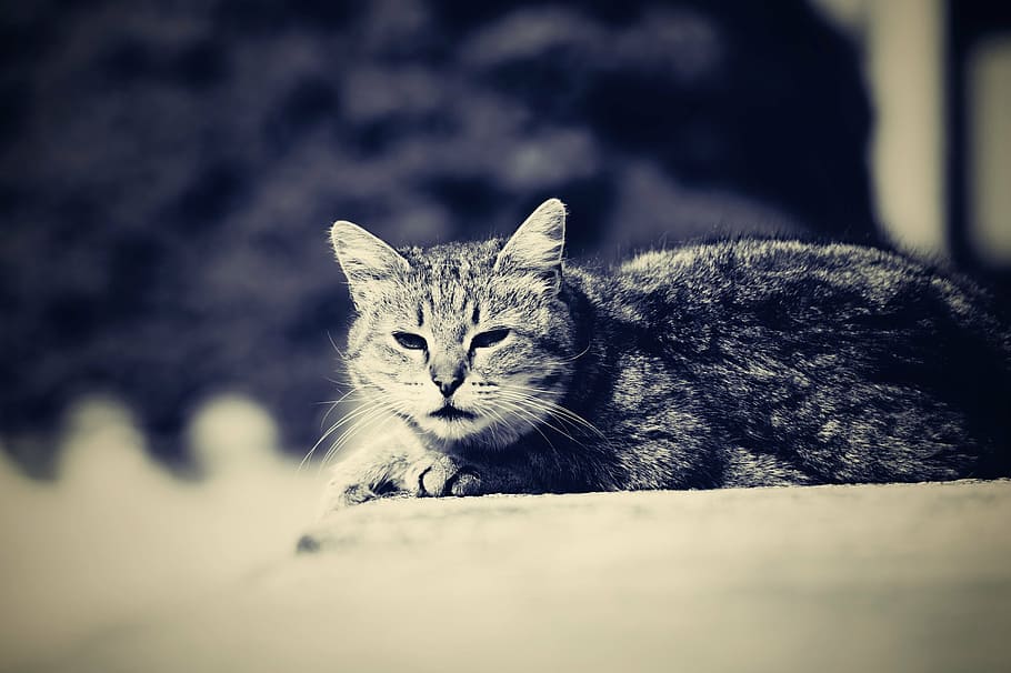 cat, resting cat, animal, domestic, pets, feline, mammal, domestic cat HD wallpaper