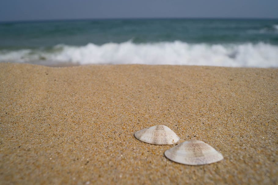 selective focus of two seashells on sand, clam, ocean, water HD wallpaper