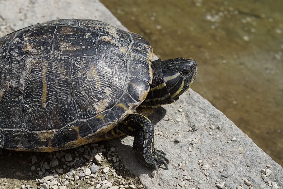 Water Turtle, Bask, Panzer, tortoise shell, drawing, pond, animal HD wallpaper