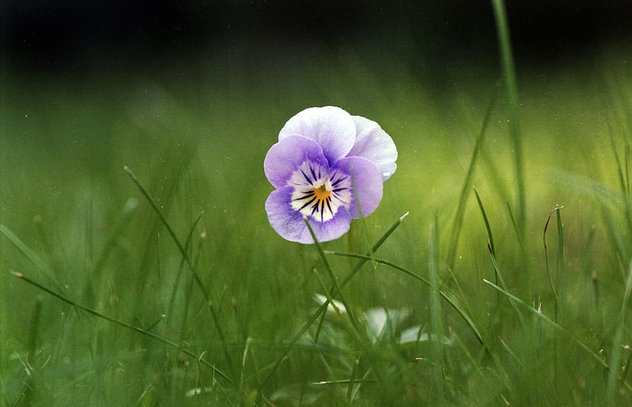 viola, flower, purple, spring, nature, violet, garden, plant HD wallpaper