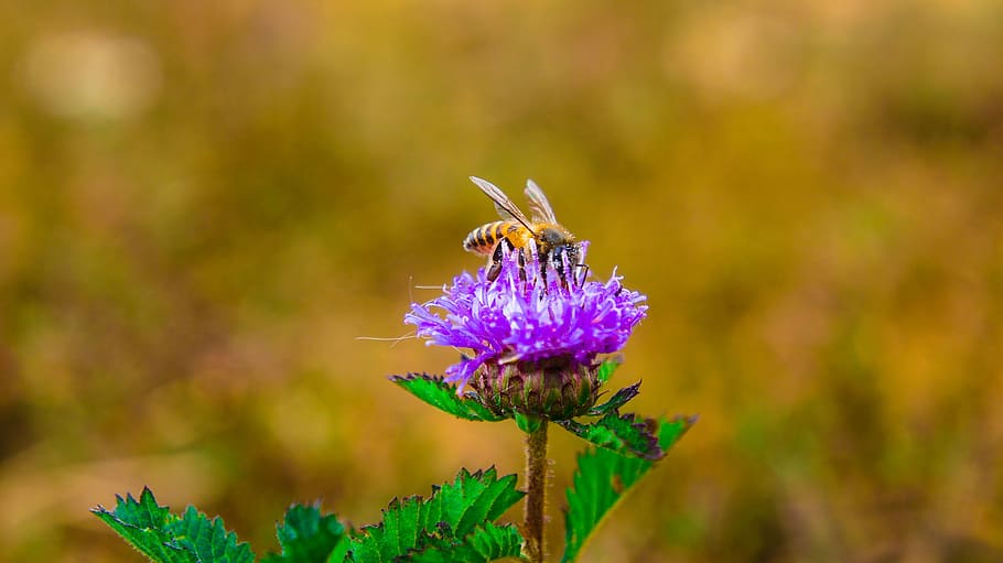 bee, background, macro, floral, plant, natural, blossom, bloom HD wallpaper