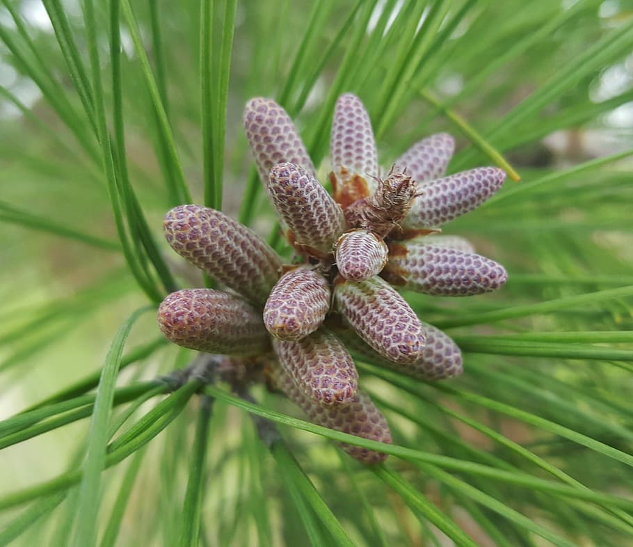 Needles, Pine Cones, pine needles, coniferous, fir, evergreen HD wallpaper