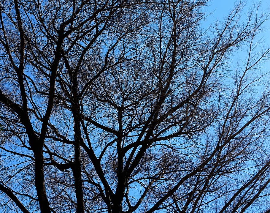 nature, dead, tree, dry, autumn, old tree, ecology, branch HD wallpaper