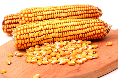 three yellow corns on top of wooden table, cobs, food, vegetable HD wallpaper