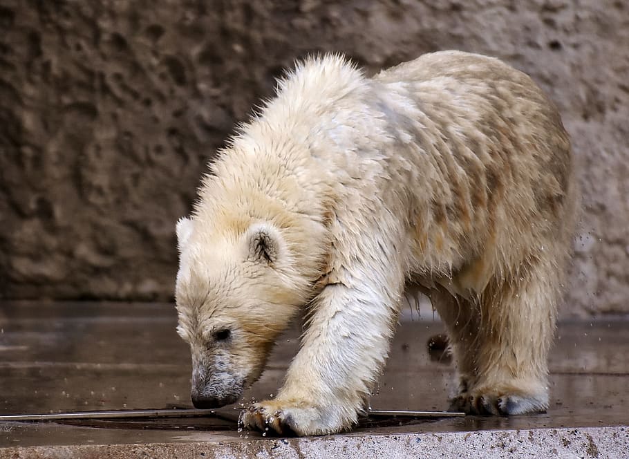 polar bear standing on gray concrete floor, predator, fur, beautiful HD wallpaper