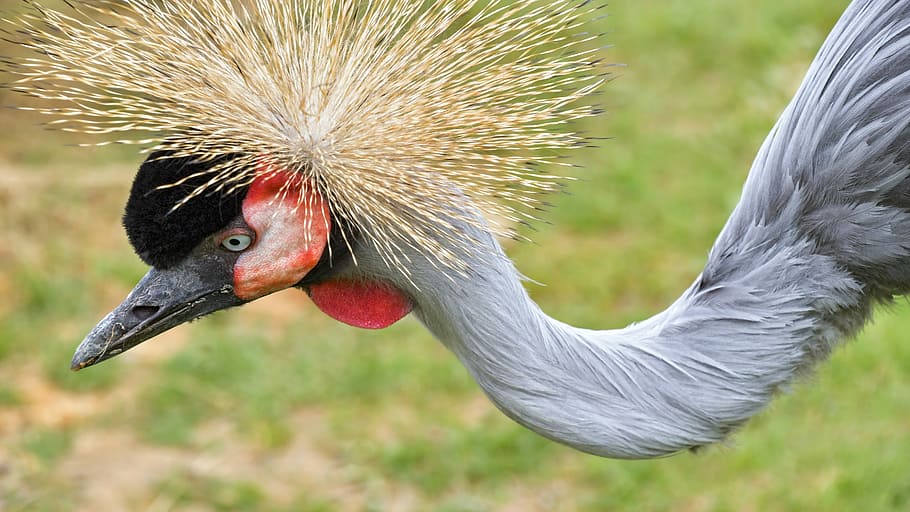 selective focus photography of white, red, and black long-necked long-beaked bird animal HD wallpaper
