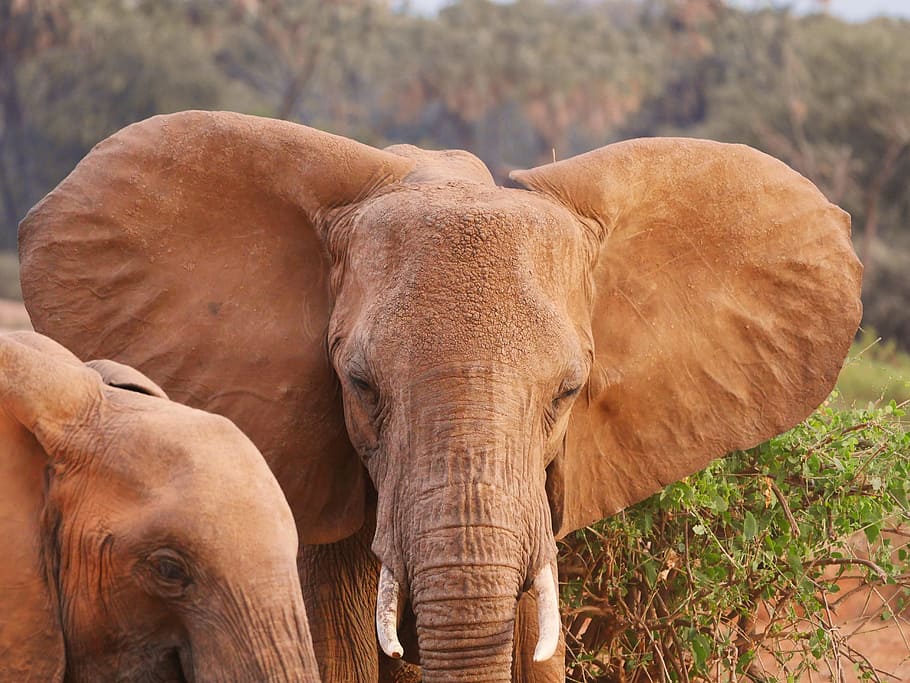 close-up photo of two brown elephant at the forest, head, ears HD wallpaper
