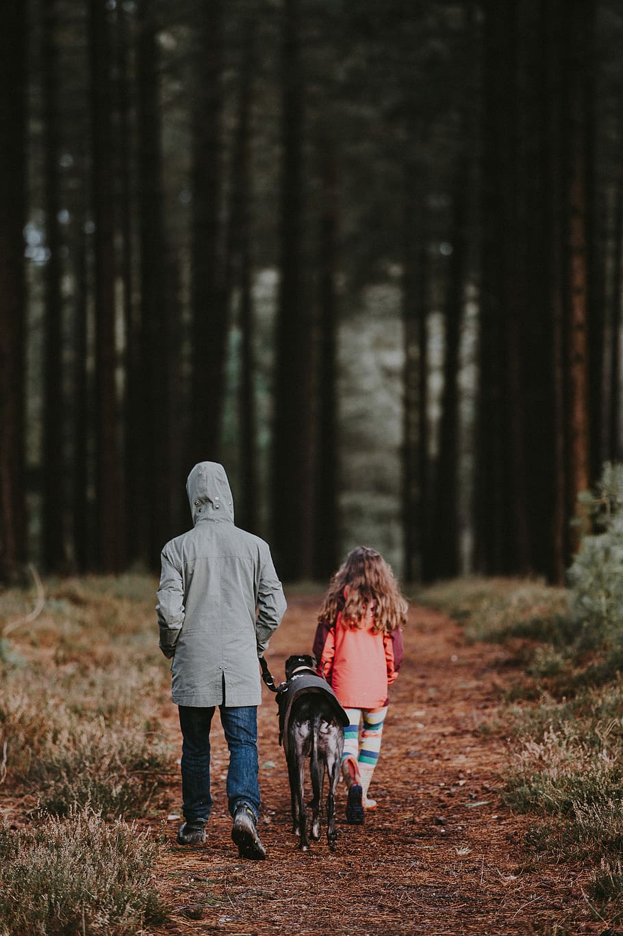 Family walking a dog, dog in between of adult and girl, tree HD wallpaper