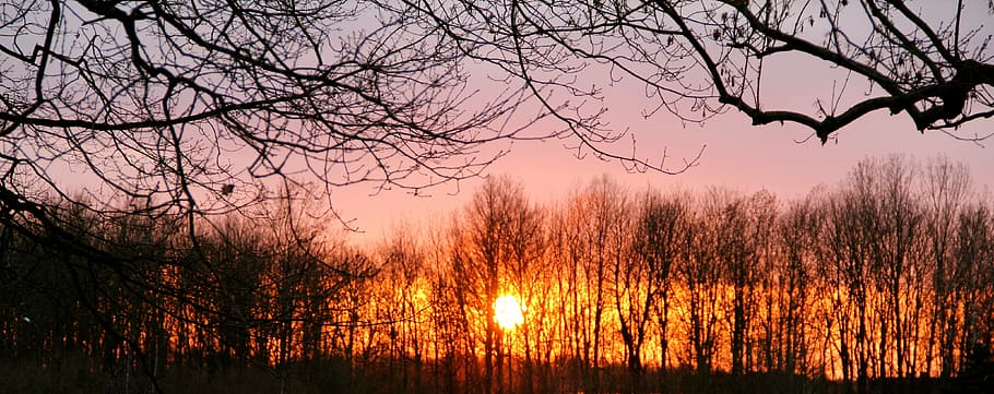 sunset, trees, winter, mood, kahl, evening, twilight, park HD wallpaper