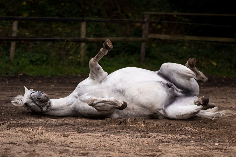 white horse lying on brown sand during daytime, pasture, rolling HD wallpaper