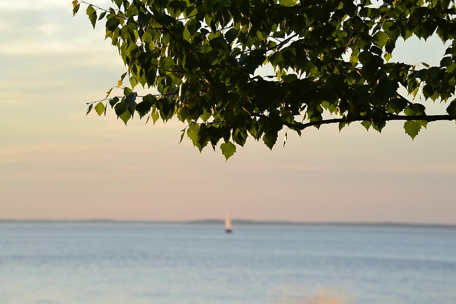 green leafed tree near body of water, boat, lake, summer, midsummer HD wallpaper