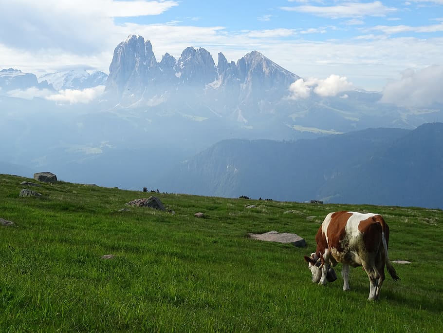 brown and white cow photo, dolomites, panorama, landscape, animal themes HD wallpaper