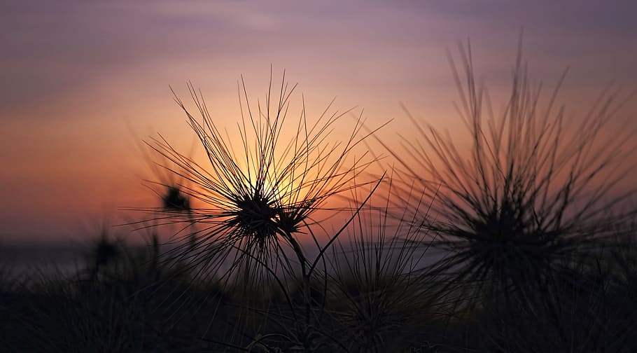 Silhouette of Plants during Sunset, dark, dawn, dusk, sunrise HD wallpaper