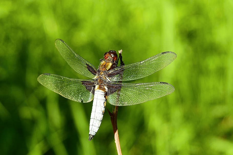 brown dragonfly in macro shot, ważka, spring, nature, animal themes, HD wallpaper