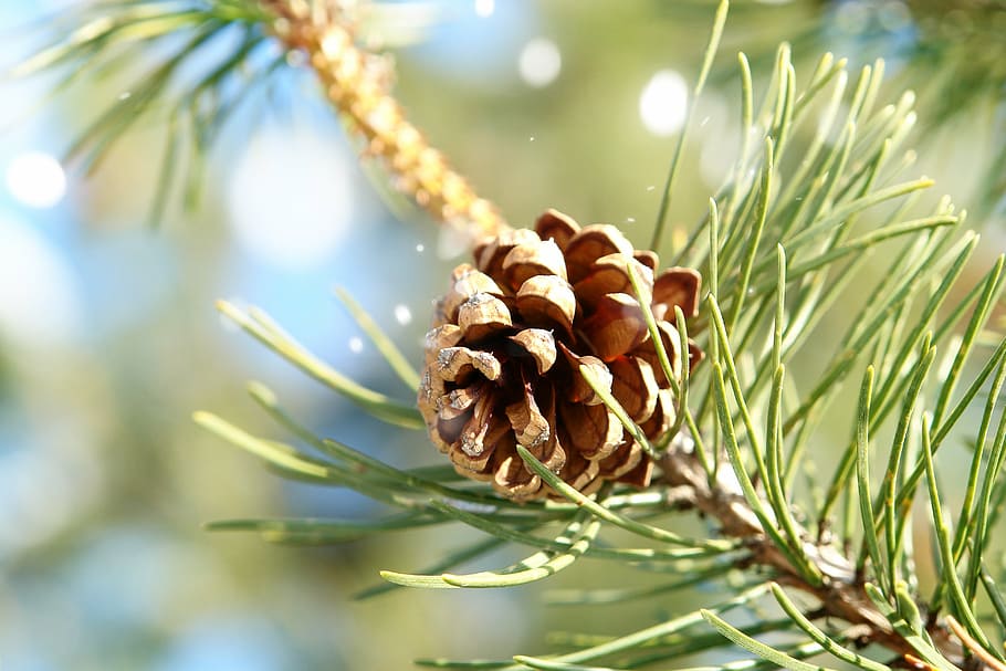 cold, winter, nature, tap, green, macro, pine, plant, pine cone HD wallpaper