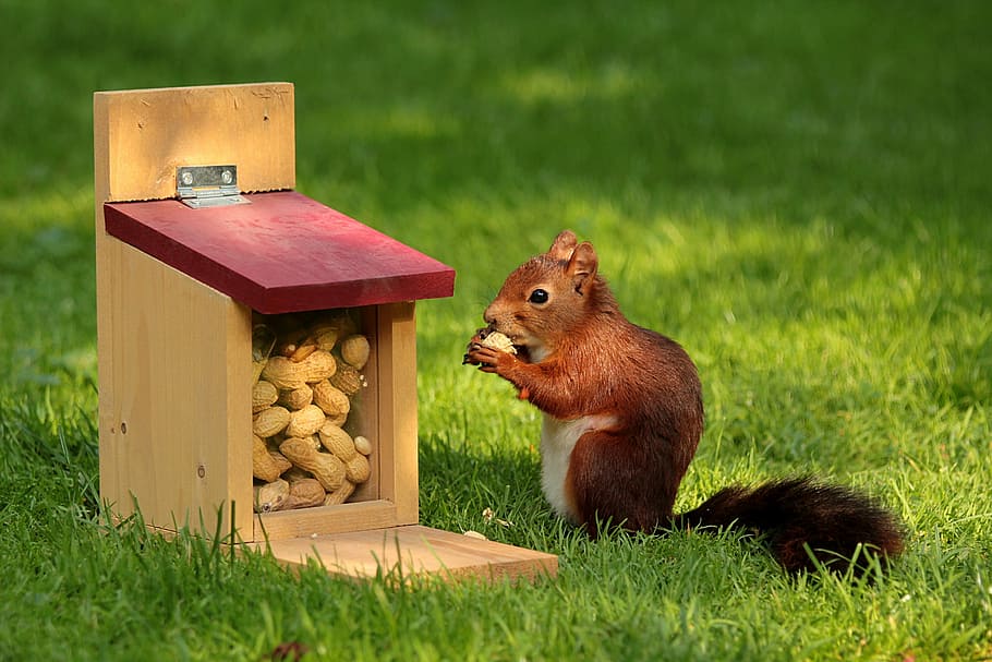 close up photo of red squirrel eating nuts, animal, sciurus, bird