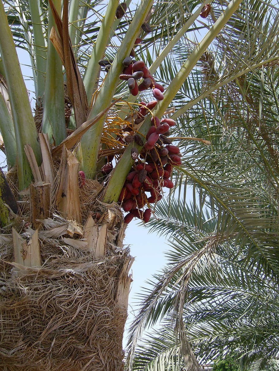 palma, dates, plant, green, egypt, fruit, tree, growth, palm tree, HD wallpaper