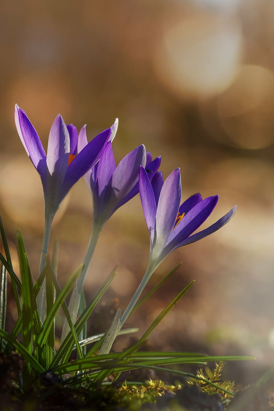 close up photography of three purple petaled flowers, crocus HD wallpaper