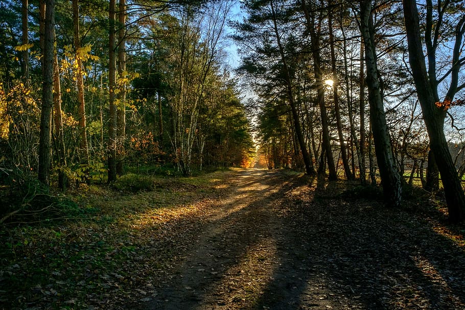 forest, tree, sun, nature, environment, light, sunny, sky, ecology HD wallpaper