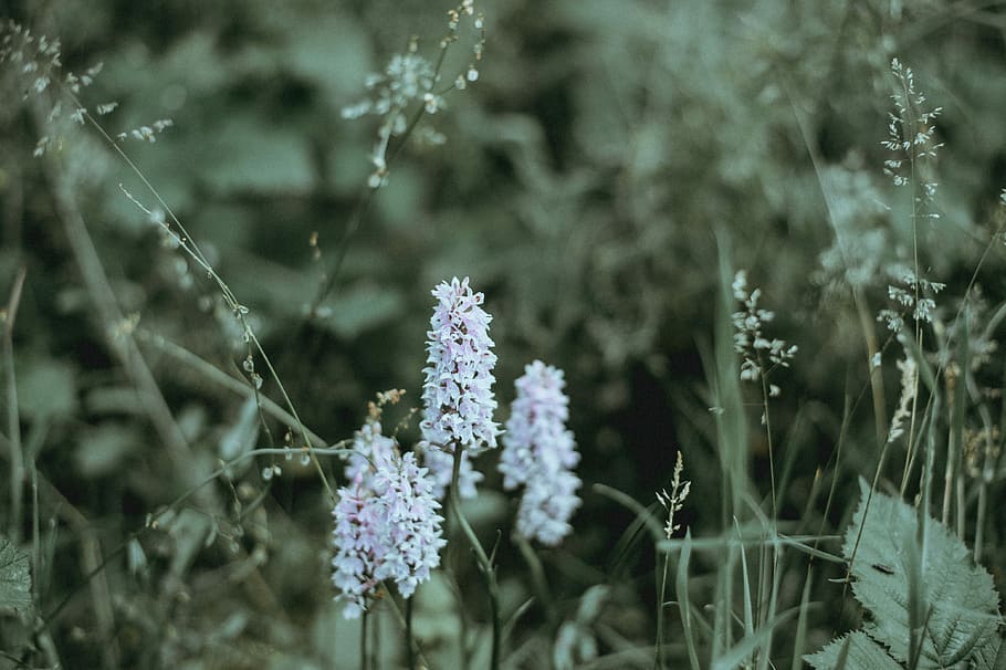 shallow focus photography of white flowers, leaves, leaf, grass HD wallpaper
