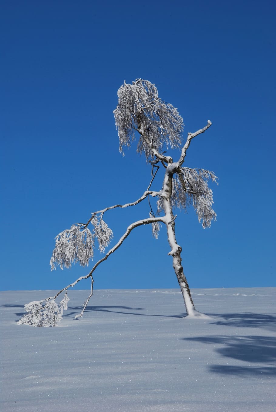 Winter, Snow, Landscape, Cold, Nature, blue, tree, branch, clear sky HD wallpaper