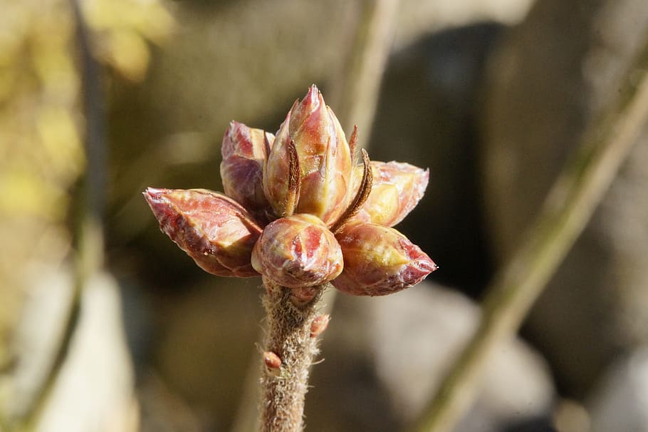 bud, scion, engine, spring, nature, awakening, plant, growth HD wallpaper